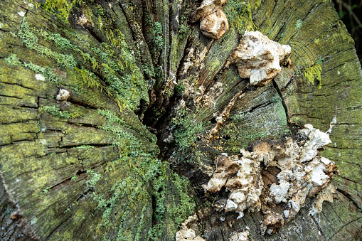 moss and fungus covered stump texture closeup