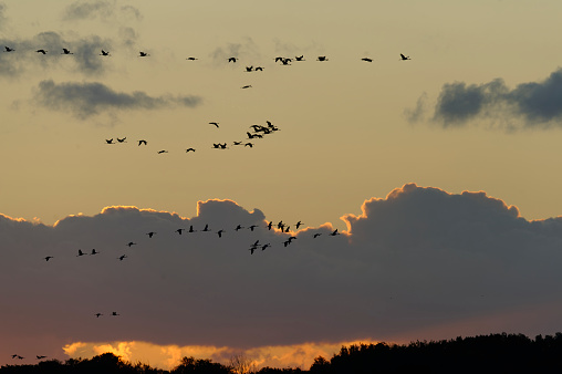 Cranes at sunset