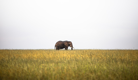 Lonely elephant on the horizon, standing in tall grass in the Serengeti National Park, Tanzania, Africa.