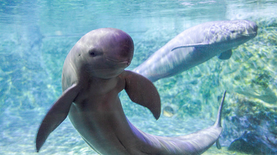 The finless porpoise greets cutely in a daze underwater