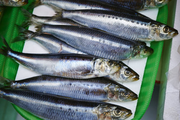 istock Closeup of a stack of herring fish on a plate 1479325651