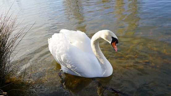 White swan swimming on the lake or river by the shore. Majestic water bird