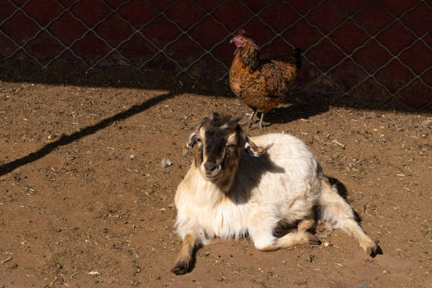 Breeding sheep free-range farmers animal husbandry ecological breeding