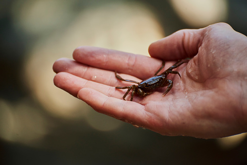 Hand, crab and nature with a person holding wildlife closeup outdoor for adventure or exploration. Animal, natural and ecosystem with a wild creature in the palm of an adult outside in the wilderness