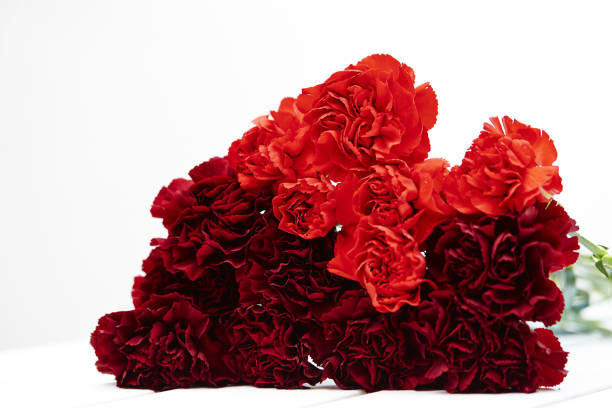 istock Closeup of beautiful red carnation flowers placed on a white surface 1479327838