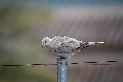 A dove perched atop a power line wire, surveying its environment with a vigilant eye