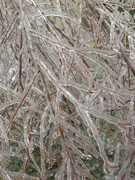 istock Weathered branches of a tree covered in ice 1479328435