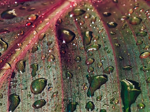 istock Water drops on a green and red leaf 1479328667