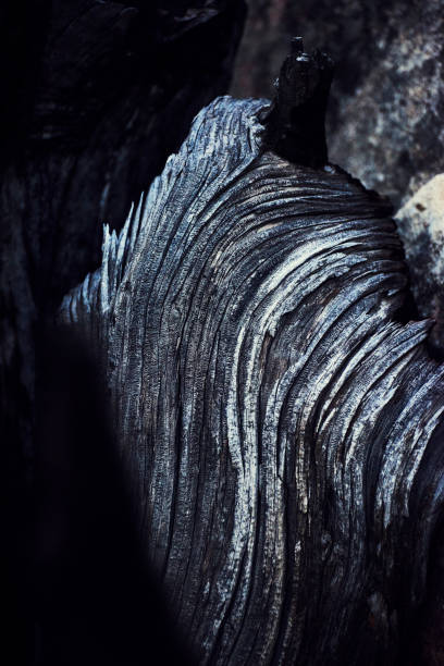 Nature, tree and bark texture for background of natural environment, ecosystem and sustainability. Earth mockup, wilderness and closeup of creative design on trees in countryside, forest and woodland
