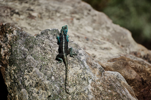Background, colorful lizard and stone in nature, mountain and wildlife ecology, conservation or ecosystem. Southern rock agama reptile, animal and small creature of blue scales in outdoor environment