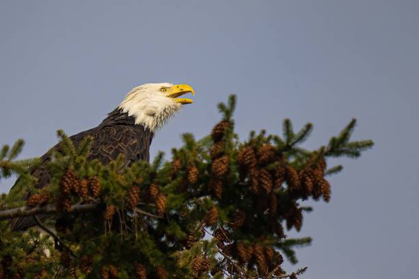 istock Closeup of a Bald eagle perched on a pine tree branch. 1479329291