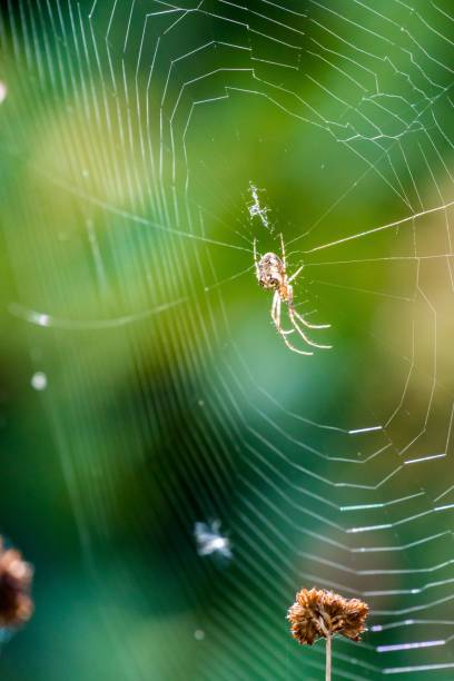 istock a spider and its prey on a web in a park 1479330637