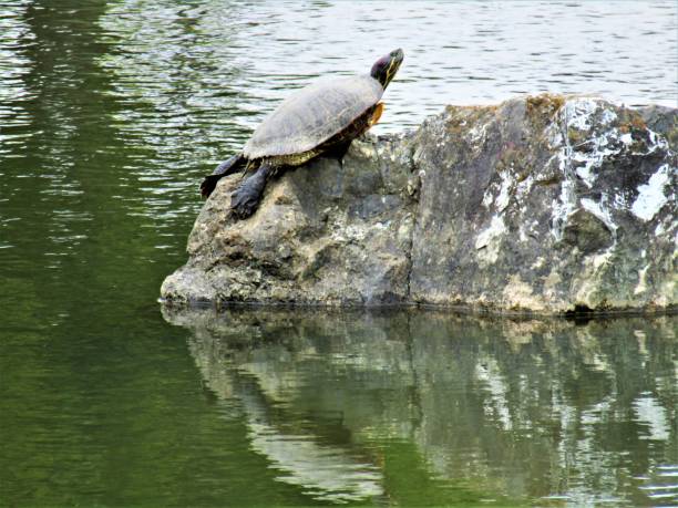 istock Japan. May. Turtle basking in the sun. 1479332036