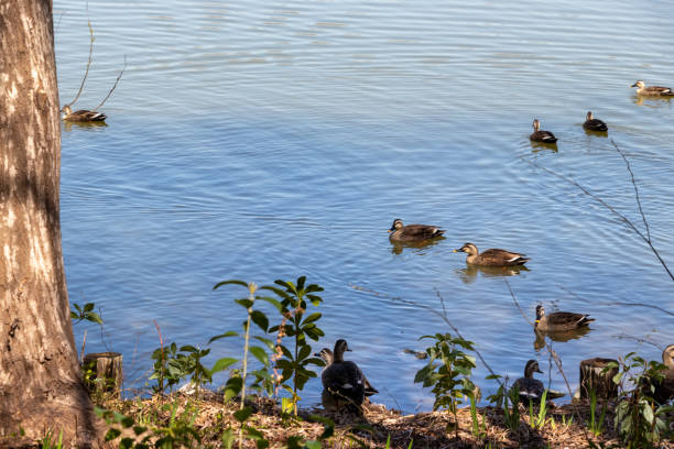 istock A flock of spot-billed ducks gathering at the waterside 1479332244