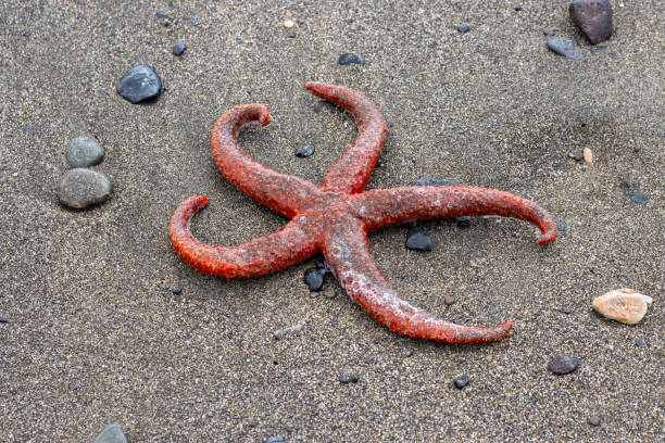 istock Red star-fish on a beach, Tarajalejo, Spain 1479332506