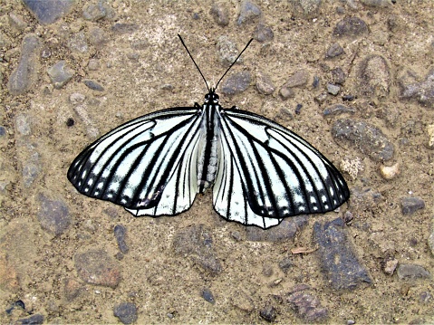 Southern White Admiral butterflies (Limenitis reducta) viewed on top