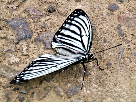 The common Indian Jezebel butterfly drinking nectar from the flower plants