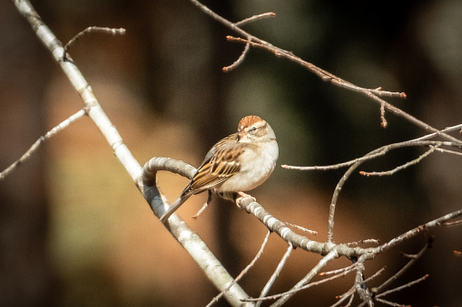 Chipping Sparrow perched on branch in Georgia