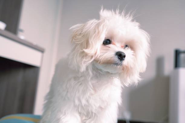 istock Cute fluffy white puppy in the house 1479332862