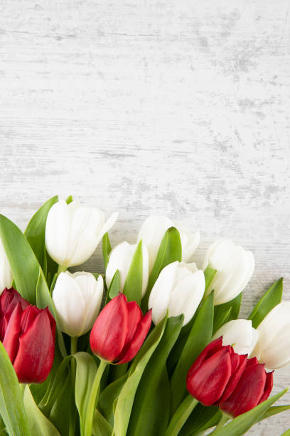istock Beautiful Tulips on Wooden Background 1479333359