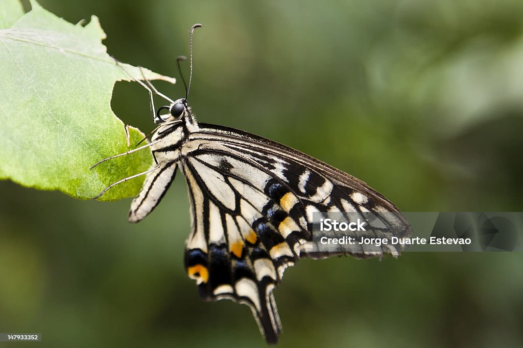 Lime butterfly - Zbiór zdjęć royalty-free (Bez ludzi)