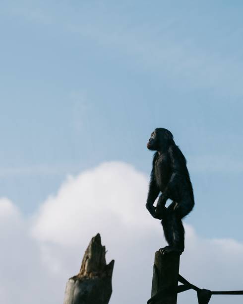 a monkey sitting on a wooden post looking up at the sky