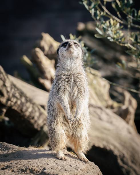 istock Meerkat perched atop a rocky hill. 1479335763
