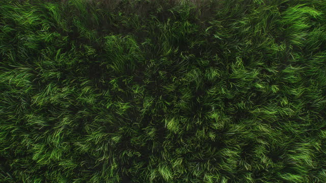 Grass Field. Experience the calming effect of grass swaying in the wind with this seamless looped video.