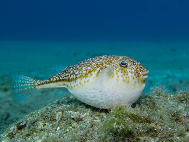 istock Inflated pufferfish in the Mediterranean Sea 1479338128