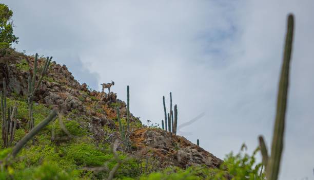 istock A hill with a goat standing on the rocks 1479338427