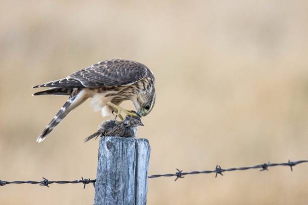 istock Majestic hawk perched atop a wooden fence post with a small bird 1479338616
