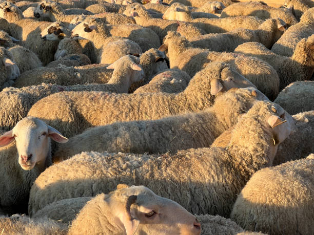 istock sacrificial sheeps stock photo 1479338711