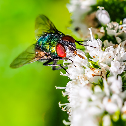 A Greenbottle Fly (Genus lucilia) grooms itself. Raleigh, North Carolina.