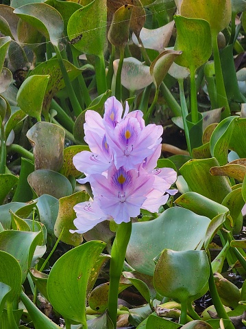 Primer plano de la eyhorniya lila suave o (Eichornia crassipes) en el jardín photo