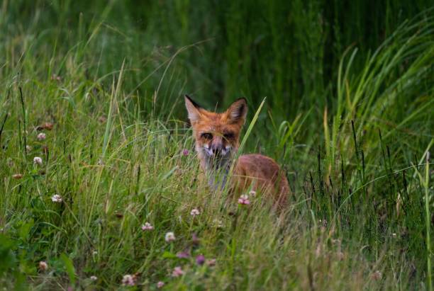 istock Young fox in the wild among the tall grass and weeds 1479339628