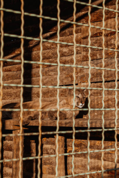 istock Lynx in the zoo 1479340038