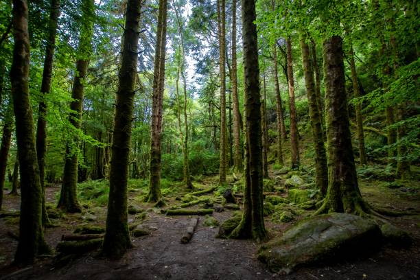 istock moss covered trees stand in the woods on a path between rocks 1479340557