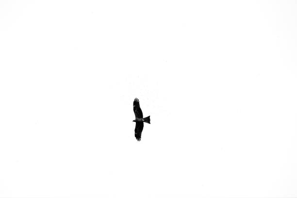 istock Low-angle shot of a black kite against the white sky 1479341284