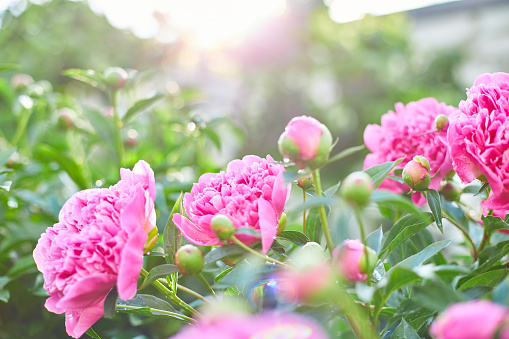 Blooming pink peonies in a flower garden on a summer sunny day, outdoor.