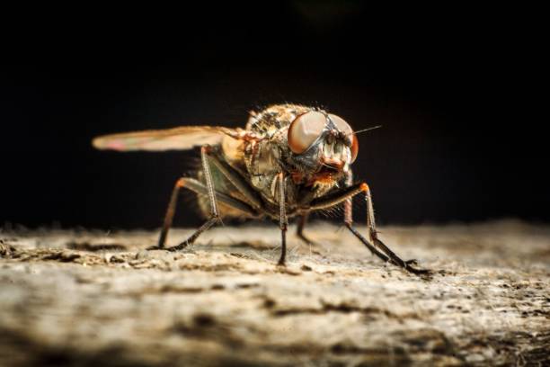 istock Macro shot of a fly on a wooden surface. 1479341696