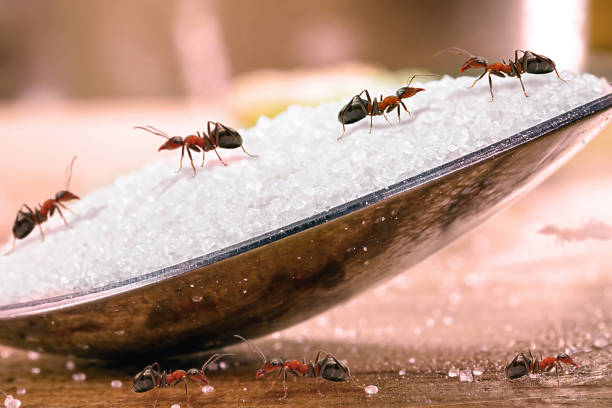 spoon of sugar with many red ants on it, insects indoors, danger of infestation or pest, macro photography stock photo