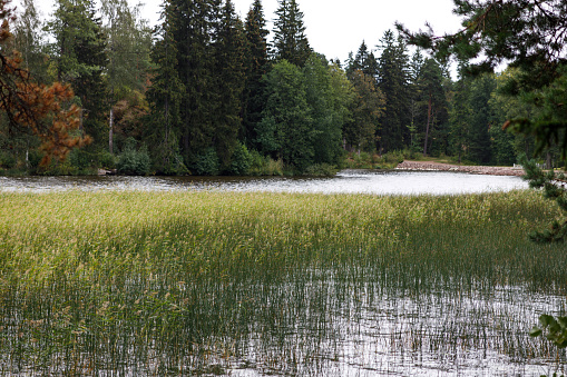 View of the forest lake with sedge. Late summer season. Silence and calm.