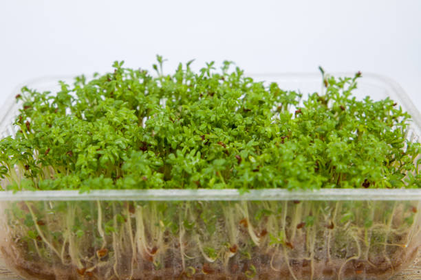 istock Growing watercress salad, microgreen 1479342837