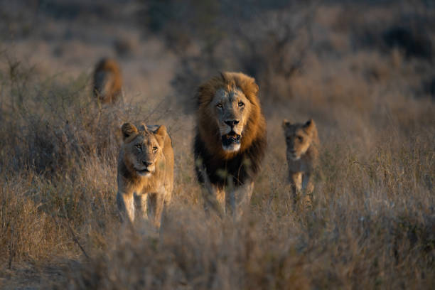 une fierté de lion marchant à travers la savane sèche vers la caméra, de beaux lions mâles au milieu. - lion africa safari south africa photos et images de collection