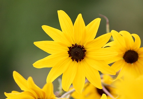 Close-up of black-eyed Susan in Bloom State College, Pennsylvania