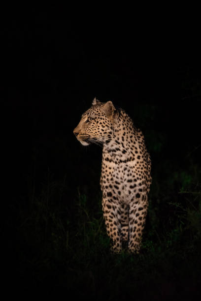 uma leoparda fêmea parada olhando para o seu lado no breu da noite. - kruger national park flash - fotografias e filmes do acervo