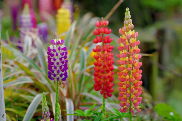 istock Lupinus / Lupine Flower 1479344931