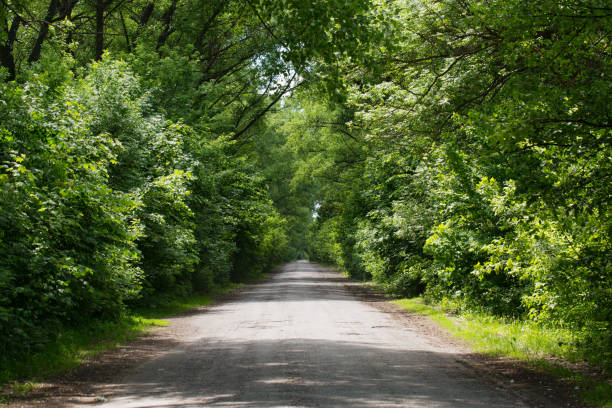 istock Road with green leaving trees into the distance 1479344970