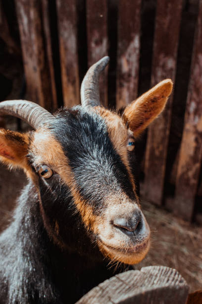 istock Goat in the zoo 1479345461