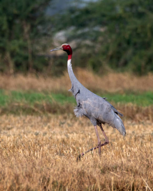 istock Sarus crane or Antigone antigone observed near Nalsarovar in Gujarat, India 1479347313